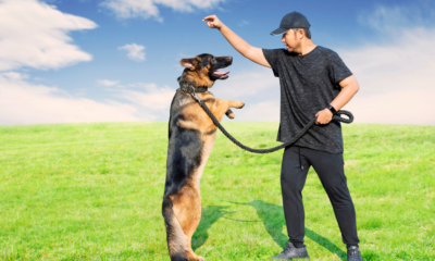 Is Training Your Own Protection Dog Feasible?